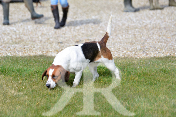 Joint Meet of The Oxford University Beagles and THe Oakley Foot Beagles at Illston 014
