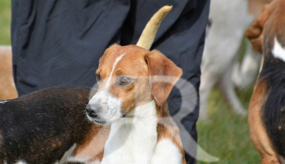 Joint Meet of The Oxford University Beagles and THe Oakley Foot Beagles at Illston 019