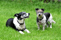 Lucy Kemps dogs 013
