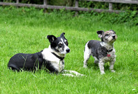 Lucy Kemps dogs 022