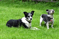 Lucy Kemps dogs 024