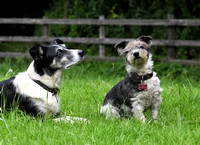 Lucy Kemps dogs 032