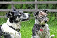 Lucy Kemps dogs 038