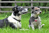 Lucy Kemps dogs 039