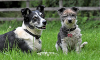 Lucy Kemps dogs 045