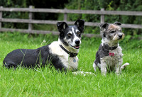 Lucy Kemps dogs 047