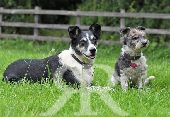 Lucy Kemps dogs 047