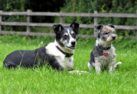 Lucy Kemps dogs 048