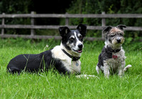 Lucy Kemps dogs 049