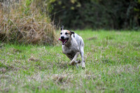 Fernie Autumn Hound Training at Hill Farm Gumley and Goffe Cave Farm Hallaton 2024 033