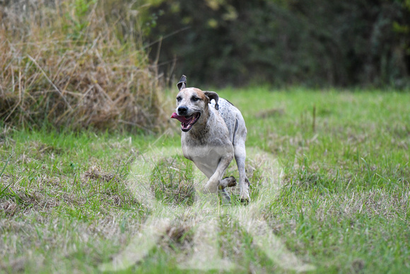 Fernie Autumn Hound Training at Hill Farm Gumley and Goffe Cave Farm Hallaton 2024 033