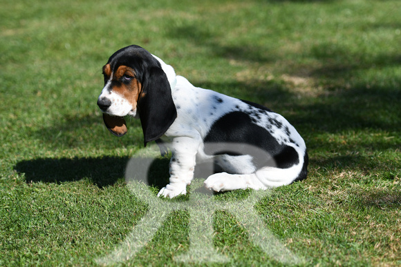 Fernie Hound Training Bunkers Hill 2022 173