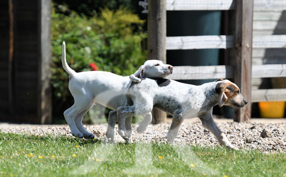 Pups and Brigstock 037