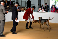 Peterborough Hound Show 2024 015