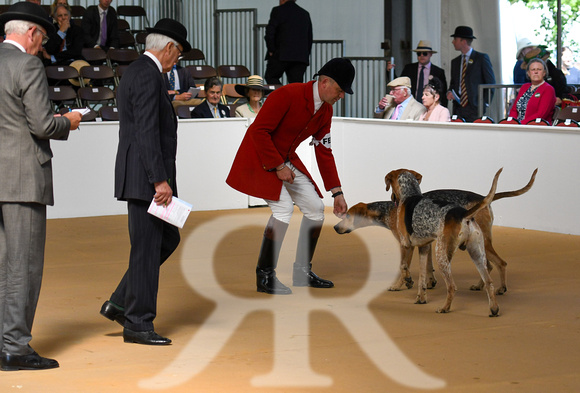 Peterborough Hound Show 2024 015