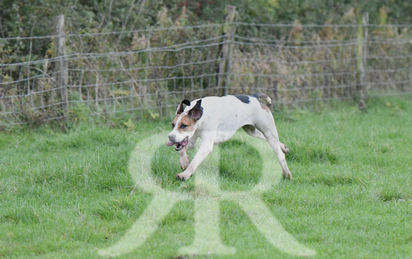 Fernie Hound Training at Shangton Holt 2023 009