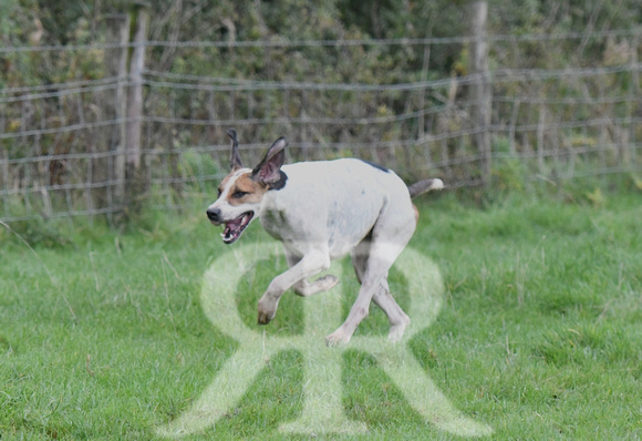 Fernie Hound Training at Shangton Holt 2023 010