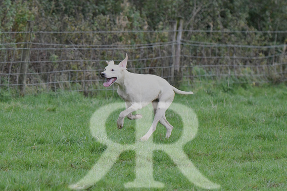 Fernie Hound Training at Shangton Holt 2023 012