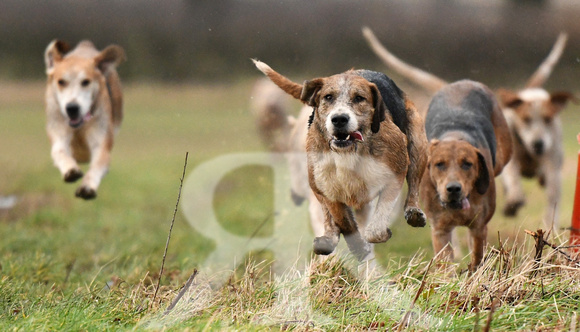 Cambridge Drag Hounds at Mill Farm Marston Trussell 2022 446