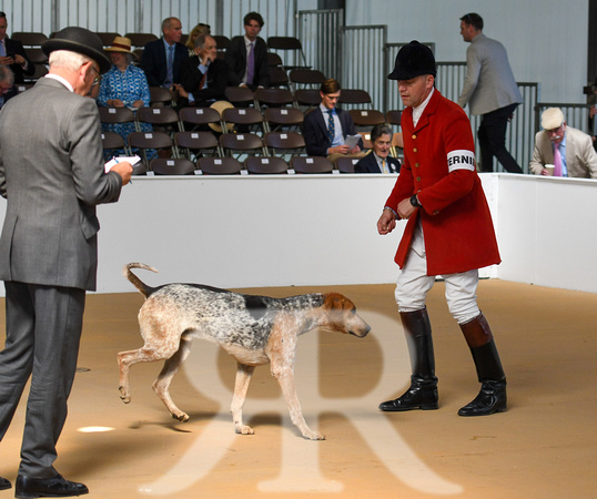 Peterborough Hound Show 2024 012