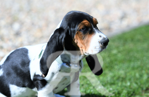 Fernie Hound Training Bunkers Hill 2022 149