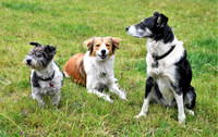 Lucy Kemps Dogs 028