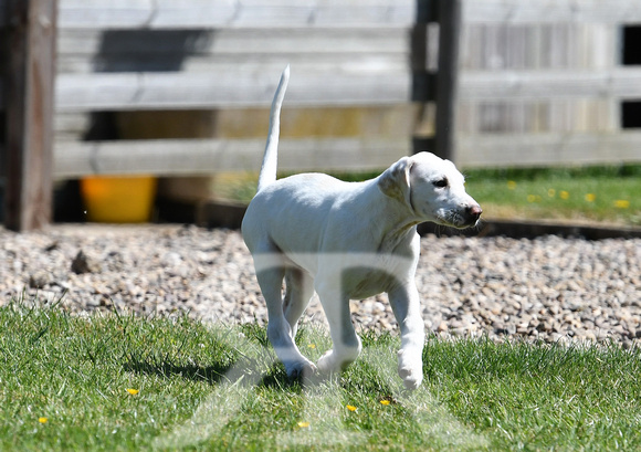 Pups and Brigstock 043