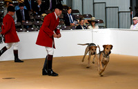 Peterborough Hound Show 2024 021