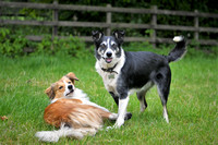 Lucy Kemps Dogs 011