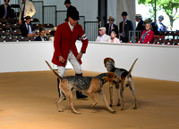 Peterborough Hound Show 2024 013