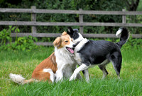Lucy Kemps Dogs 018