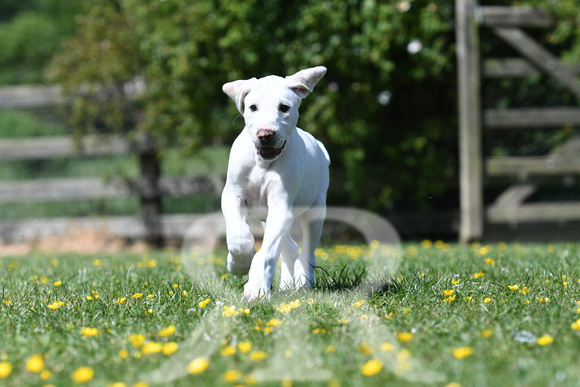 Pups and Brigstock 088