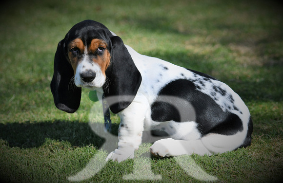 Fernie Hound Training Bunkers Hill 2022 181