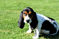 Fernie Hound Training Bunkers Hill 2022 168