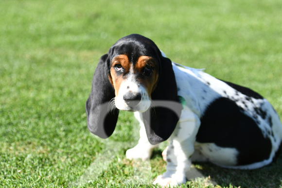 Fernie Hound Training Bunkers Hill 2022 168