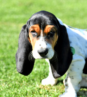 Fernie Hound Training Bunkers Hill 2022 169