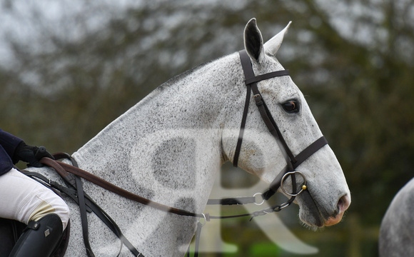 Fernie at Thornhill Farm Gumley 2024 019