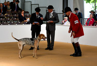 Peterborough Hound Show 2024 027