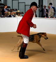 Peterborough Hound Show 2024 009