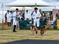 Blaston Hound Show 2024 010