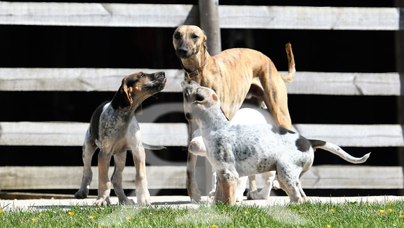 Pups and Brigstock 032