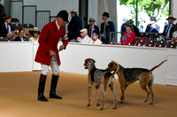 Peterborough Hound Show 2024 014