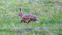 Fernie Autumn Hound Training at Hill Farm Gumley and Goffe Cave Farm Hallaton 2024 014