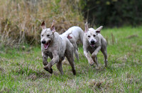 Fernie Autumn Hound Training at Hill Farm Gumley & Goffe Farm Hallaton 2024