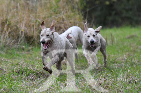 Fernie Autumn Hound Training at Hill Farm Gumley and Goffe Cave Farm Hallaton 2024 031