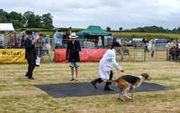 Blaston Hound show Winners & Young Handlers 2024 167