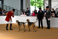 Peterborough Hound Show 2024 019