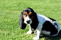 Fernie Hound Training Bunkers Hill 2022 167