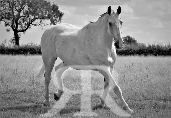 Mandy Cobb Horses 398 (2)