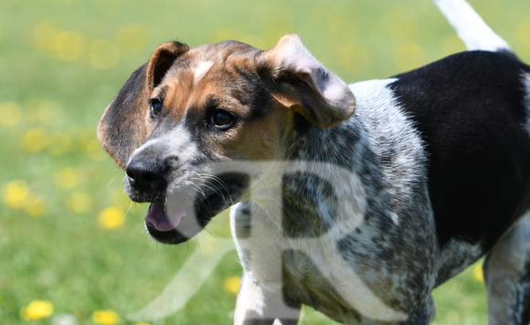 Pups and Brigstock 063